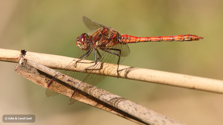 J01_4255 Sympetrum striolatum male.JPG